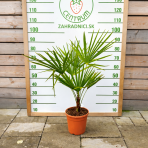 Palma konopná (Trachycarpus fortunei) - výška 70-80 cm, výška kmeňa 15-20 cm, kont. C5L (-17°C) 